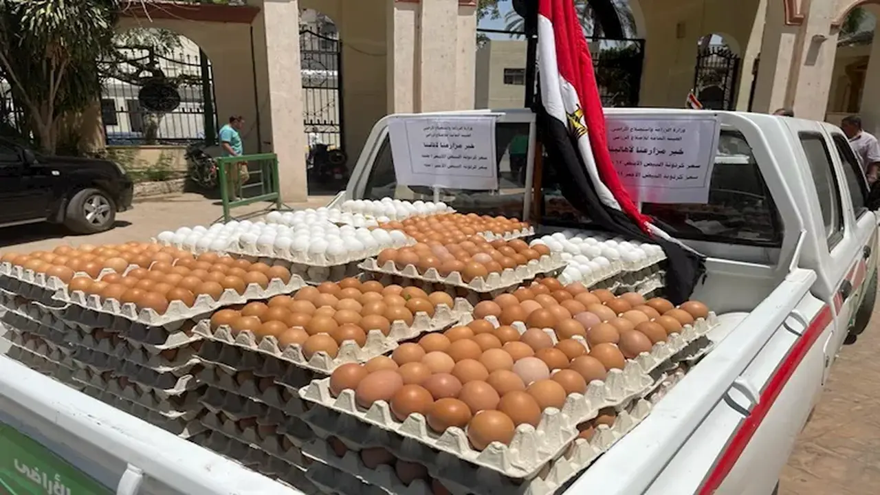 تراجع ملحوظ في أسعار البيض والأسواق وشعبة الدواجن تكشف أسباب الانخفاض السريع